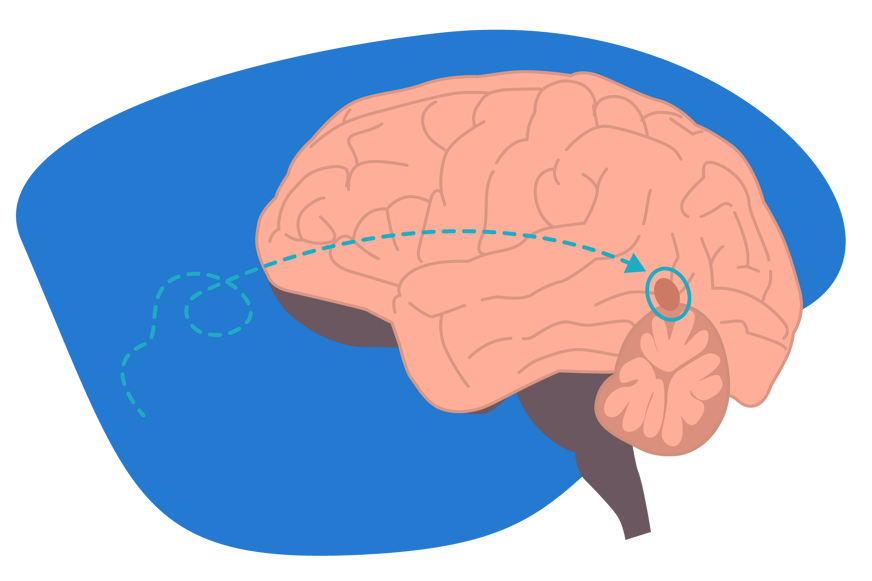 Ilustração de cérebro humano com uma seta a mostrar onde está localizada a glândula pineal, responsável pela produção de melatonina